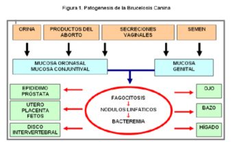 Brucelosis en los perros sintomas