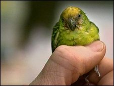 Nunca antes había sido captada una imagen del microloro.