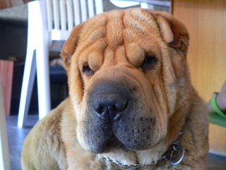 El shar-pei es un perro chino de piel arrugada y lengua negro-azulada. Foto: Rodrigo de Almeida 