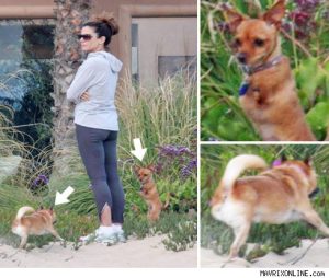 0410_bullock_dogs_mavrix