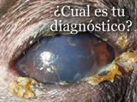 Reto Veterinario: Oftalmología