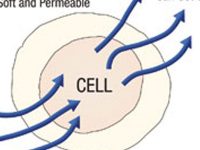 El metabolismo celular