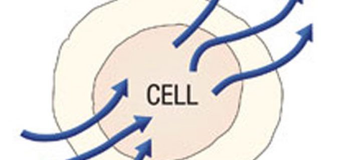 El metabolismo celular