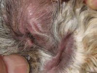 ¿Cuál es el mejor tratamiento para la dermatitis por Malassezia?
