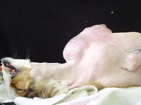 Manejo de los pacientes con cáncer en 5 pasos