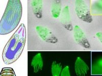 Diagnóstico de enfermedades infecciosas