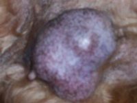 Recomendaciones actuales para los tumores de las glándulas mamarias en los perros