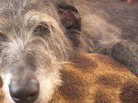 Envejecimiento cerebral en los perros