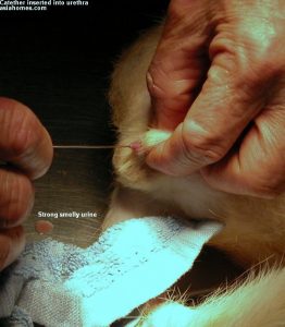 Urolitiasis en un gato