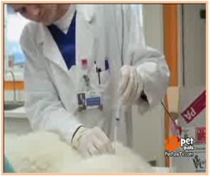 foto para manejo de dolor