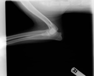 veterinary0710_elbow_Fig1