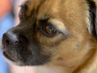 Tratamiento de los tumores cerebrales profundos en los perros