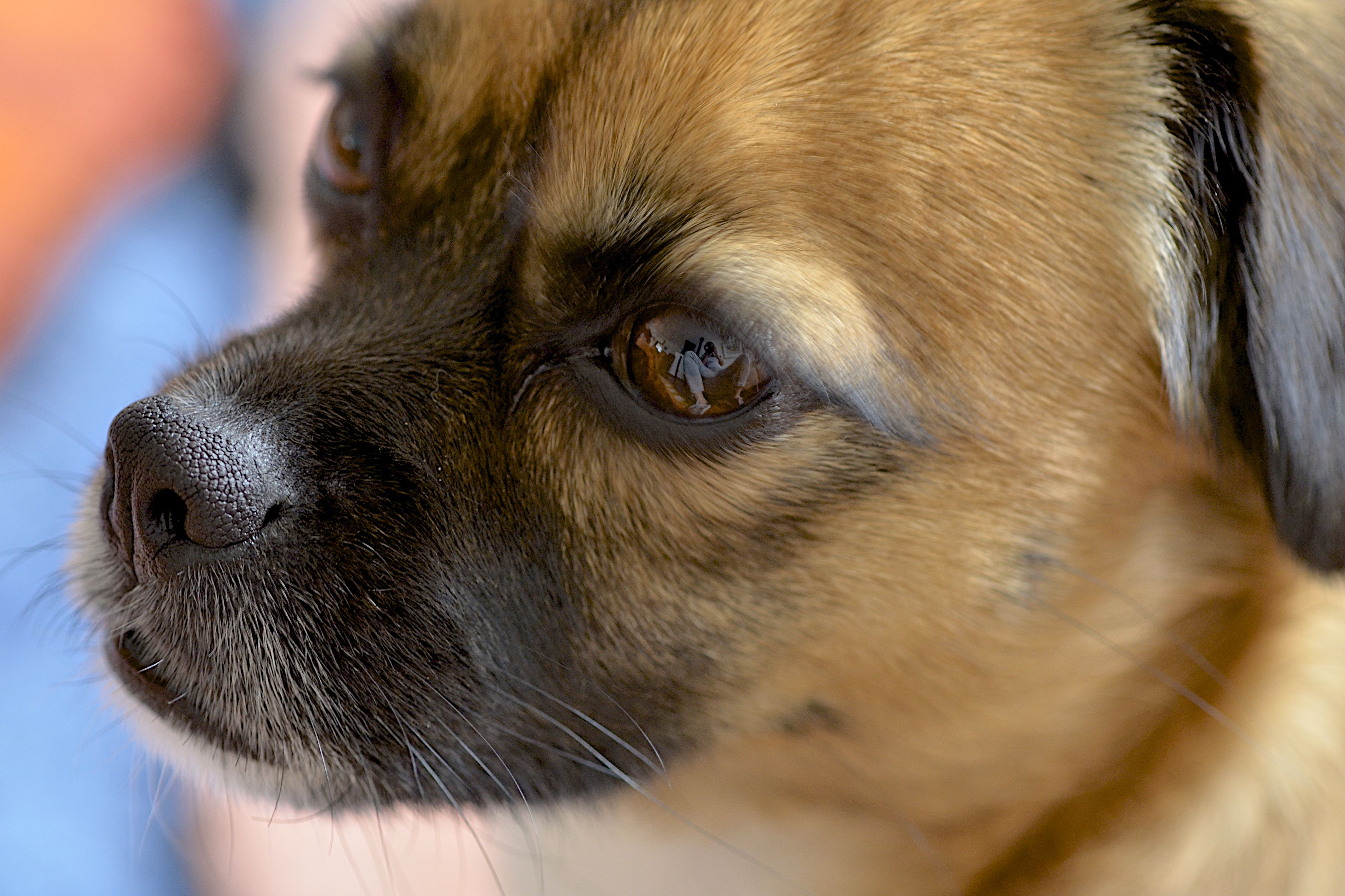 Tratamiento de los tumores profundos los perros – VetPraxis