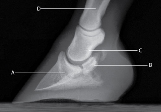 sindrome_navicular_equinos