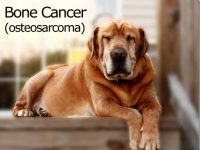 Perros ayudan a investigadores a mejorar su comprensión sobre el cáncer de hueso