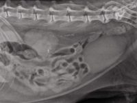Claves para la colocación de una cánula ureteral: estudio de un caso