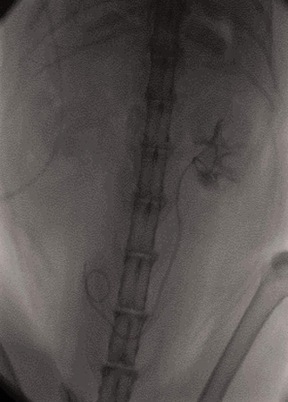 radiology1110_fig3b