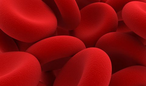 Hematología Clínica de Pequeños Animales