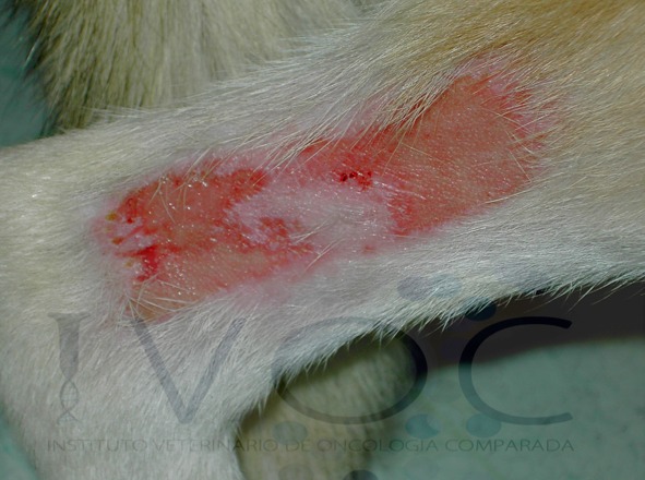 doxorubicina vetpraxis