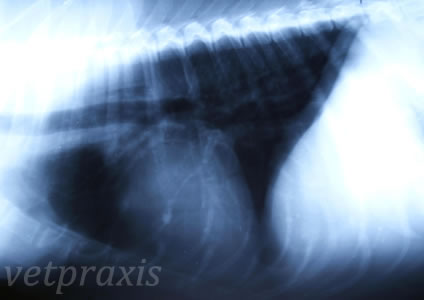 Edema Pulmonar VetPraxis