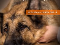 Pregúntale al Experto: Protocolos Analgésicos para Caninos y Felinos