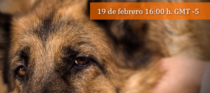 Pregúntale al Experto: Protocolos Analgésicos para Caninos y Felinos