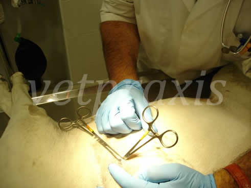 El mosquito queda insertado en la cavidad torácica y no se mueve hasta colocar el 2º mosquito con el tubo.