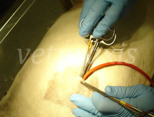 13- 2 mosquito se desliza sobre el 1 con su tubo