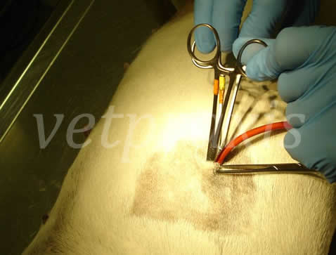 14- 2 mosquito entra junto al 1 en el torax