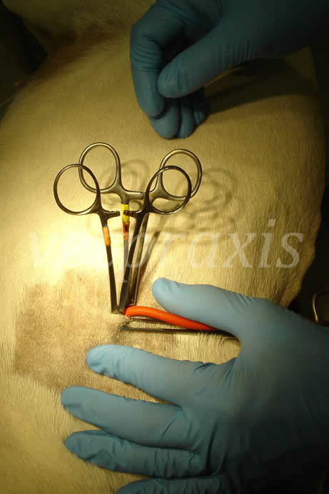 15- mosquitos 1 y 2-con tubo en torax