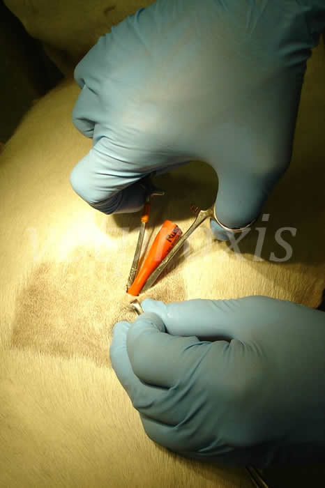 17- tubo en torax a traves de las bocas del msoquito 2