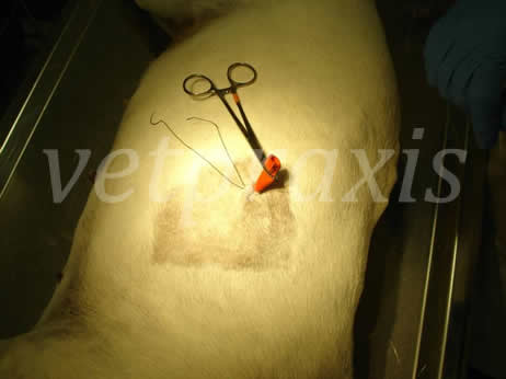 20- sutura en bolsa de tabaco