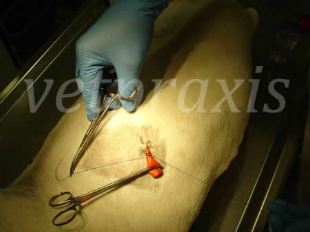 22-sutura de sandalia romana