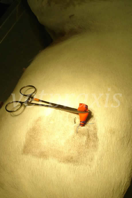 23-suturas finalizadas