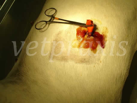 24-antiseptico local