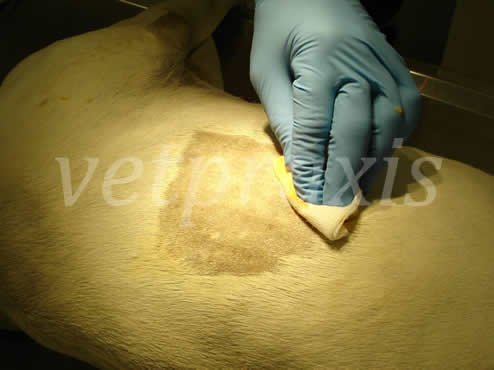 Preparación de la piel; rasurado, limpieza, antisépsia.