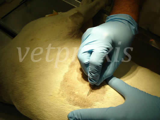 Se procede a incidir la piel sobre la 10ª costilla, con una hoja de bisturi.