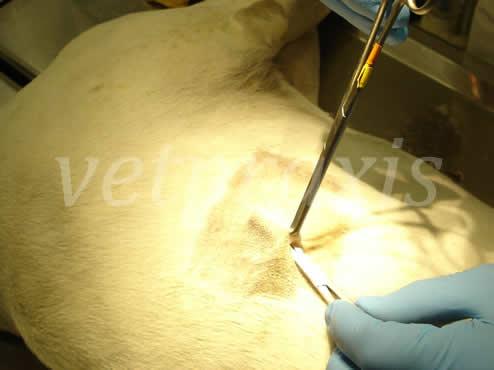 El mosquito curvo hace el túnel subcutáneo ayudado por la sujeción firme que hacemos con la pinza de Allis en el borde craneal de la incisión.