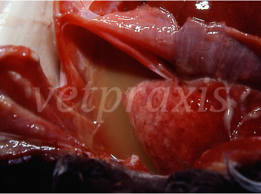 Peritonitis infecciosa felina, necropsia. Exudado inflamatorio con un alto contenido en proteínas en cavidad pleural, se aprecian también filamentos de fibrina.