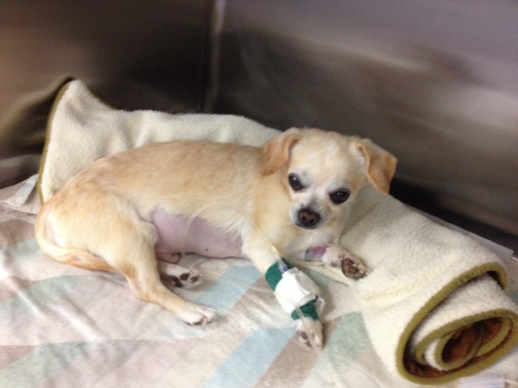 El reto fluidoterapia