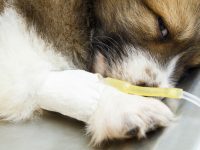 Compartiendo ideas: conservando catéteres intravenosos I