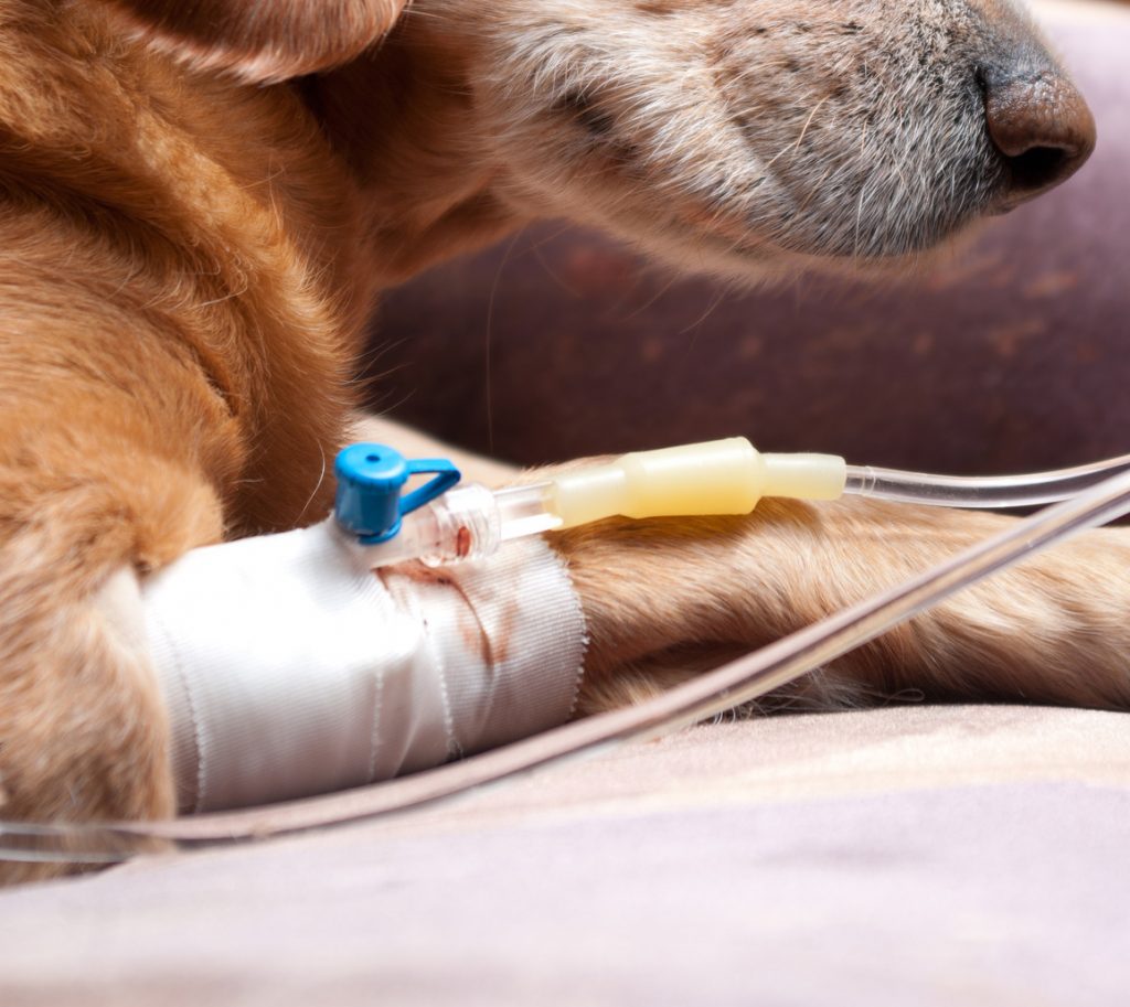 dog lying on bed with cannula in vein taking infusion
