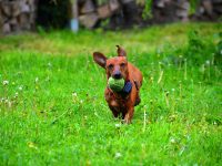 [ARTÍCULO] Generalidades de los antiarrítmicos de uso más frecuente en el perro y el gato