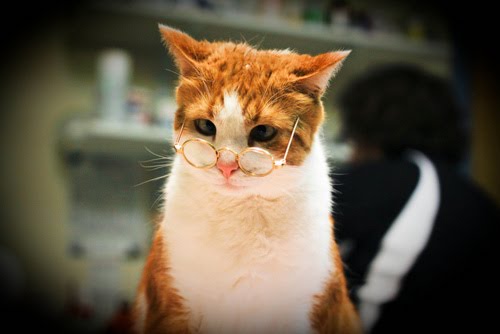 gato sabio listillo-741770