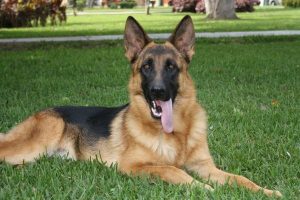 cachorros-pastor-aleman1289952248