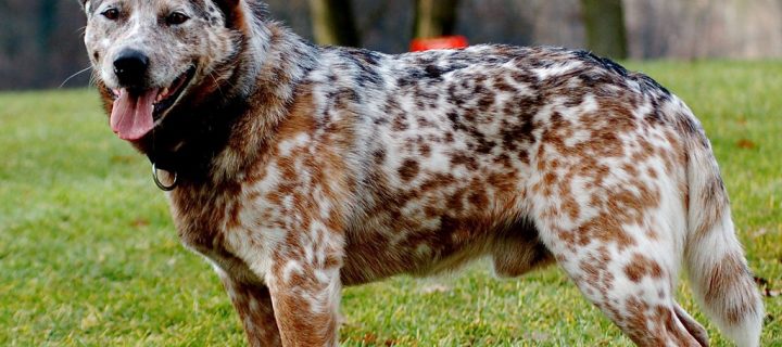 de perros más inteligente del Top 10 –