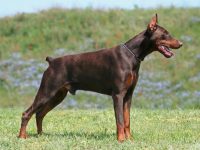 Reto Veterinario: Oncología