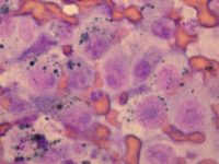 [Artículo] Melanoma Oral Canino