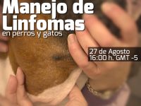 Manejo de Linfomas en perros y gatos