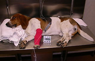 perro en fluidoterapia